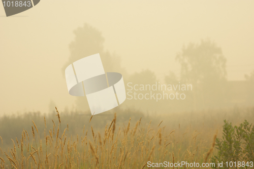 Image of meadow in white  smoke