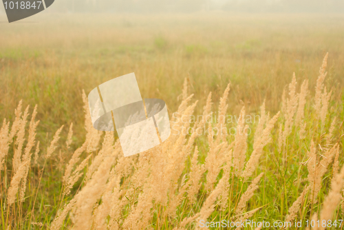 Image of meadow in white  smoke