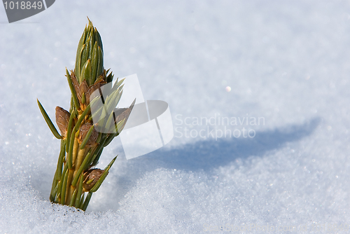 Image of Pine sprout