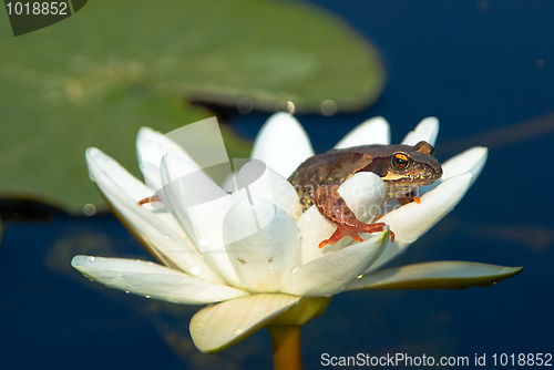 Image of Tsarevna -  frog