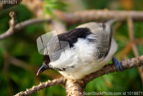 Image of Titmouse 