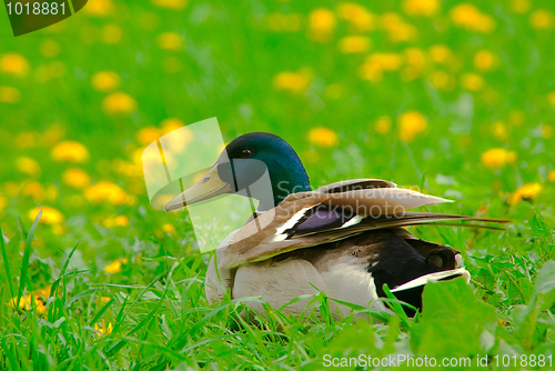 Image of Male of  mallard