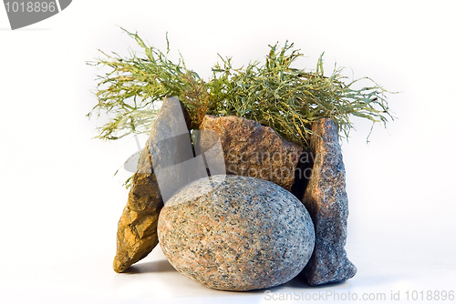 Image of  stones and a moss