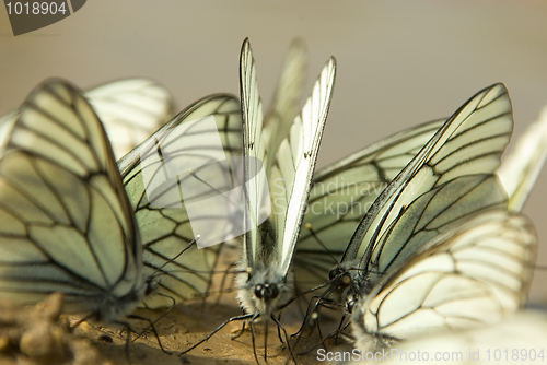 Image of Aporia crataegi 