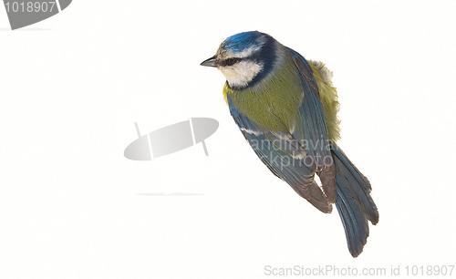 Image of titmouse