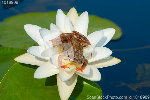 Image of Tsarevna -  frog