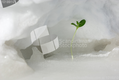 Image of Green sprout on snow 