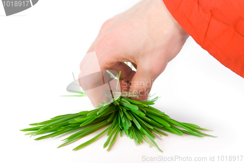 Image of Bunch of grass 