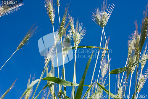 Image of wheat