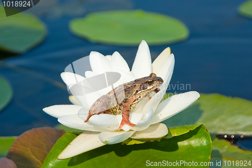 Image of Tsarevna -  frog