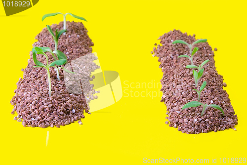 Image of vegetable patches behind a fence