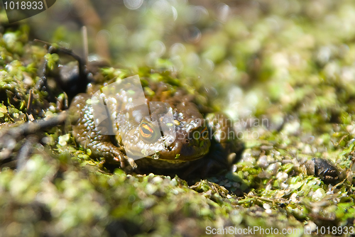 Image of toad 