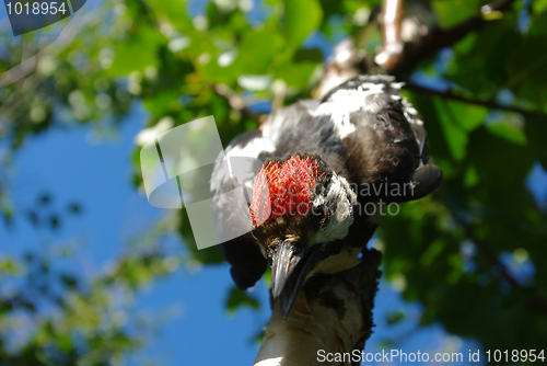 Image of Improbable woodpecker 