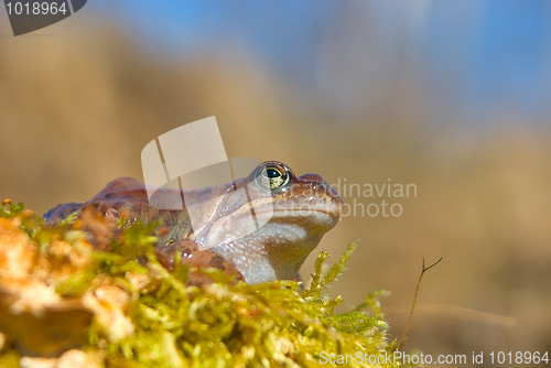 Image of moor frog 