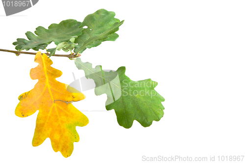 Image of oak