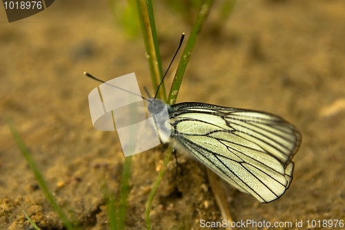 Image of Aporia crataegi 