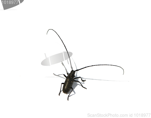 Image of capricorn beetle 