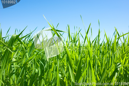 Image of oat