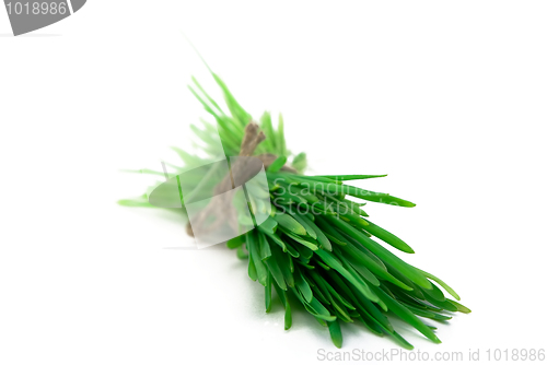 Image of Bunch of grass 