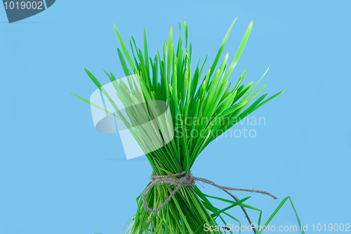 Image of Bunch of grass 