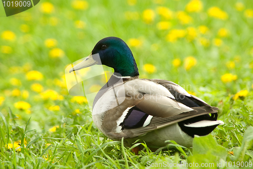 Image of Male of  mallard