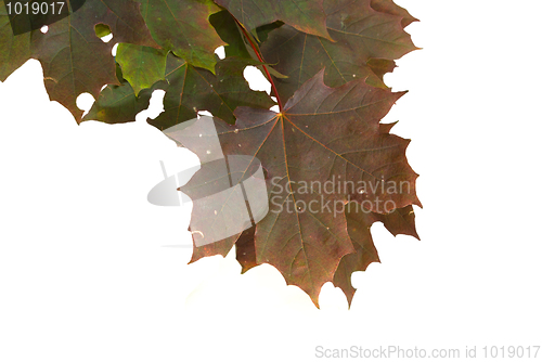 Image of Maple 2