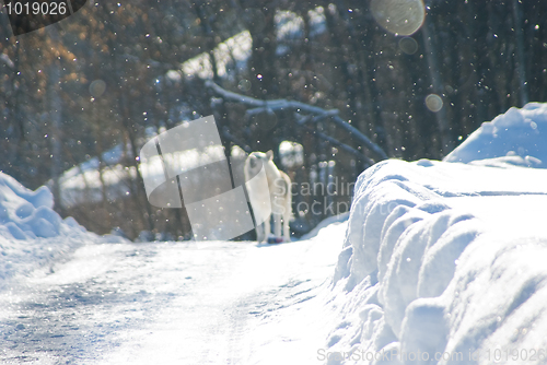 Image of Snow dog