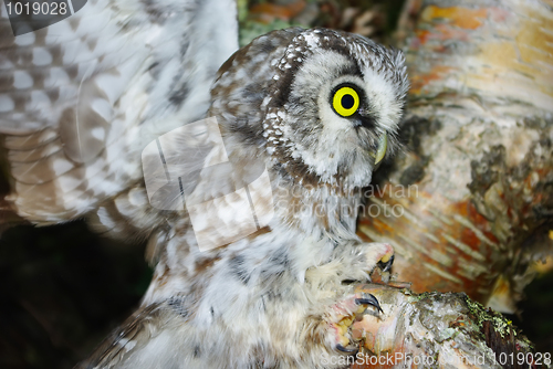 Image of Owl (Aegolius funereus)