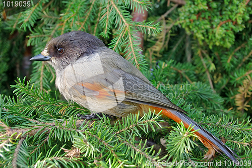 Image of Siberian jay 