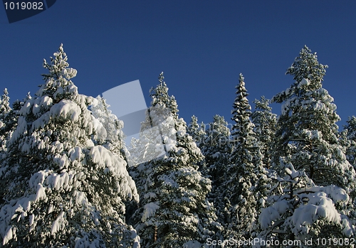 Image of Snowy treetops