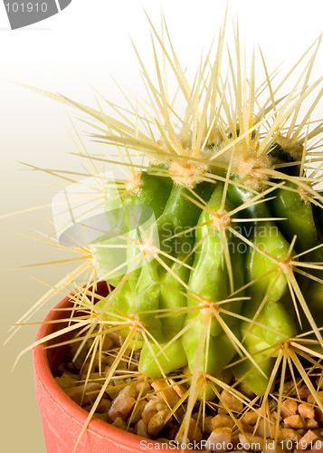 Image of Cactus Color Background