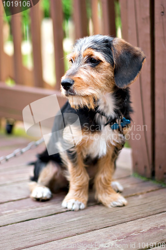 Image of Cute Puppy Dog 