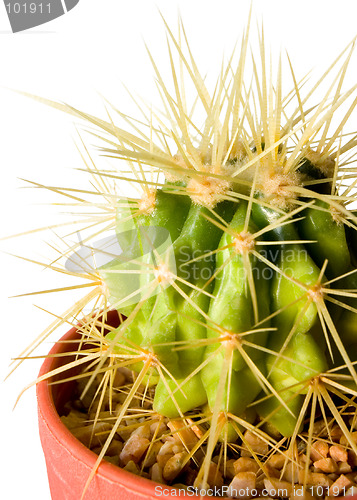 Image of Cactus