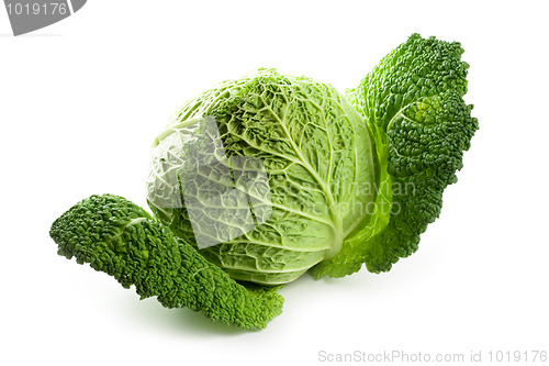 Image of fresh savoy cabbage