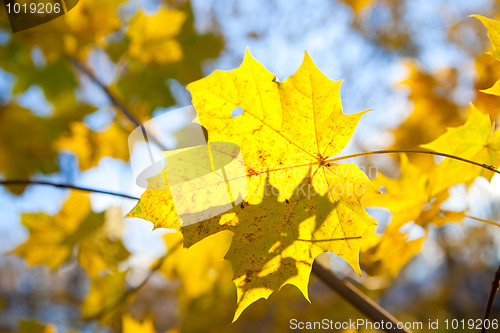 Image of Beautiful autumn colors