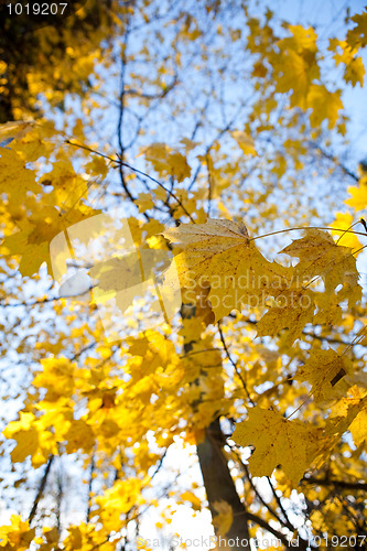 Image of Maple tree in autumn colors