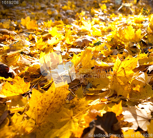 Image of Autumn leaves