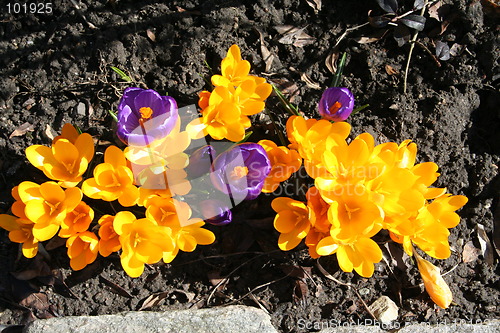 Image of Crocus