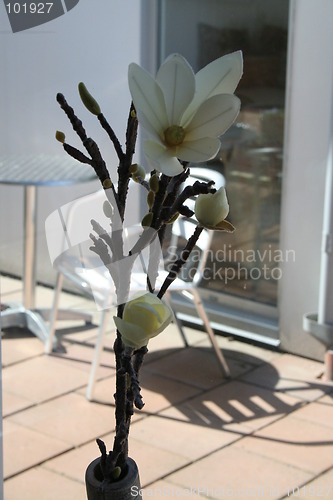 Image of Flower in window