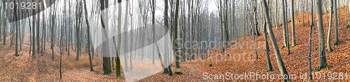 Image of Small valley in autumn beech forest