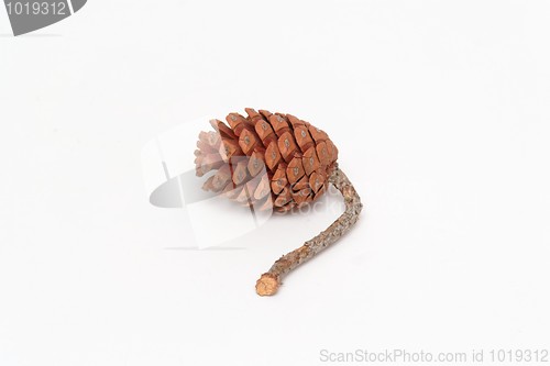 Image of Mediterranean pine tree cone isolated 