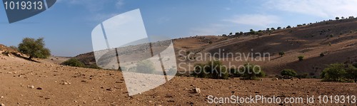 Image of Mediterranean desert landscape with cows