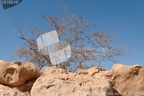Image of Dry acacia tree in the desert on sky background