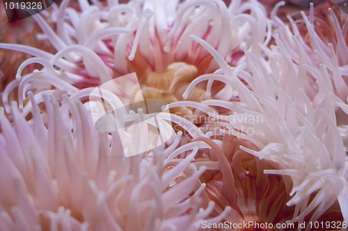Image of Sea anemones