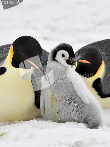 Image of Emperor Penguin