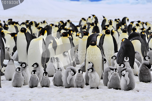 Image of Emperor Penguin