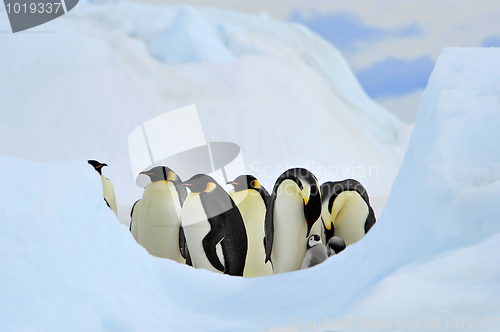 Image of Emperor Penguin