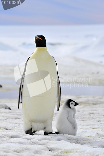 Image of Emperor Penguin