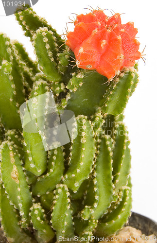 Image of Cactus