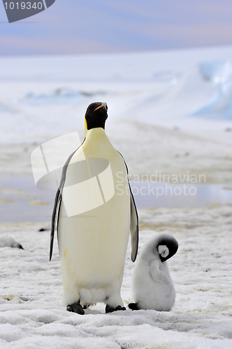 Image of Emperor Penguin